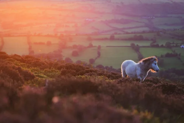 The Somerset and Dorset countryside near Tatworth